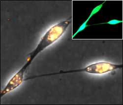 Canine olfactory ensheathing cells (transplant population) genetically engineered using functionalised magnetic nanoparticles. Target protein (green), photo Alexander Delaney
